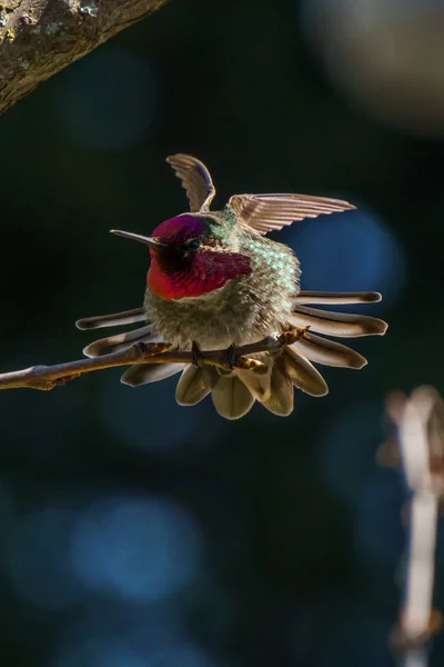 Colibri vert oiseau sur la branche avec fond bleu — Photo