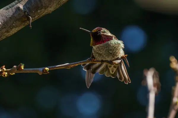 Zelený kolibřík ptáka na větvi s mocninou pozadím — Stock fotografie