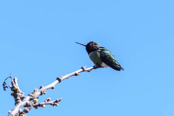 Zöld kis kolibri madár az ágon ellen, tiszta kék ég — Stock Fotó