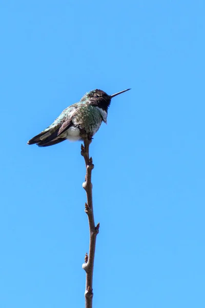 Petit colibri vert oiseau sur la branche contre ciel bleu propre — Photo