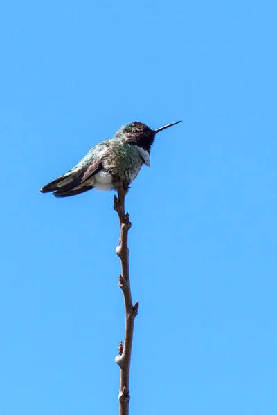 Petit colibri vert oiseau sur la branche contre ciel bleu propre — Photo