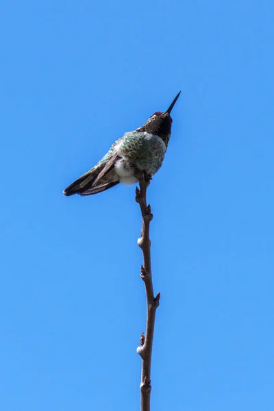 Petit colibri vert oiseau sur la branche contre ciel bleu propre — Photo