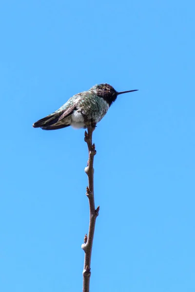 Petit colibri vert oiseau sur la branche contre ciel bleu propre — Photo