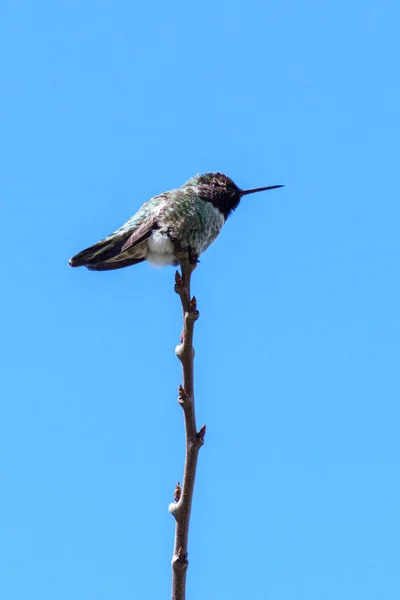 Piccolo colibrì verde sul ramo contro il cielo blu pulito — Foto Stock