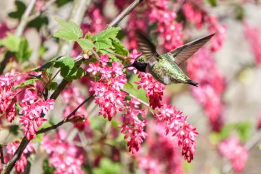 Yeşil sinek kuşu kuş blury arka plan üzerinde çiçekler yakınındaki