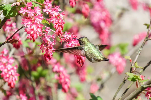 Colibri vert oiseau près des fleurs sur fond bleu — Photo