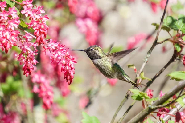 Colibri vert oiseau près des fleurs sur fond bleu — Photo