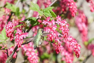 Yeşil sinek kuşu kuş blury arka plan üzerinde çiçekler yakınındaki