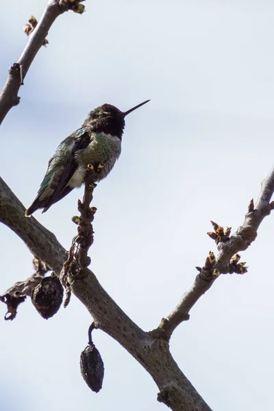 Zielony mały koliber ptak na gałęzi przed czyste błękitne niebo — Zdjęcie stockowe