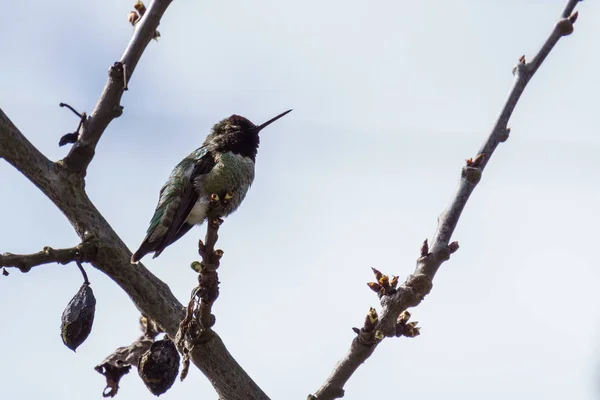 Verde pequeño colibrí pájaro en la rama contra el cielo azul limpio —  Fotos de Stock