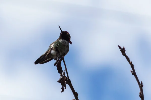 Petit colibri vert oiseau sur la branche contre ciel bleu propre — Photo