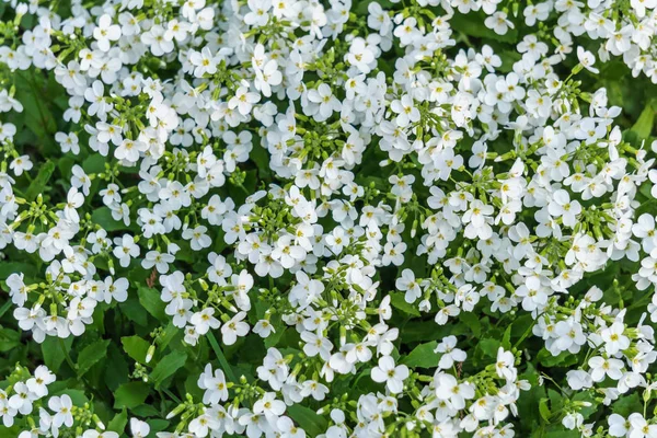 Красивые белые цветы, цветущие в саду — стоковое фото