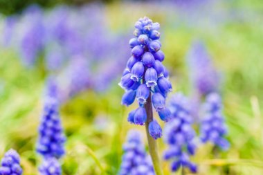 Ortak üzüm sümbül bilinen bir muscari neglectum çiçek