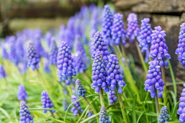 Ortak üzüm sümbül bilinen bir muscari neglectum çiçek