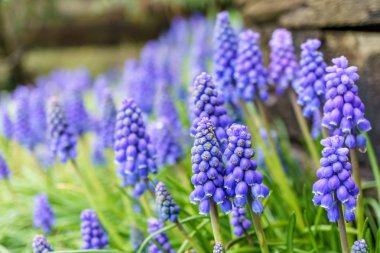 Ortak üzüm sümbül bilinen bir muscari neglectum çiçek