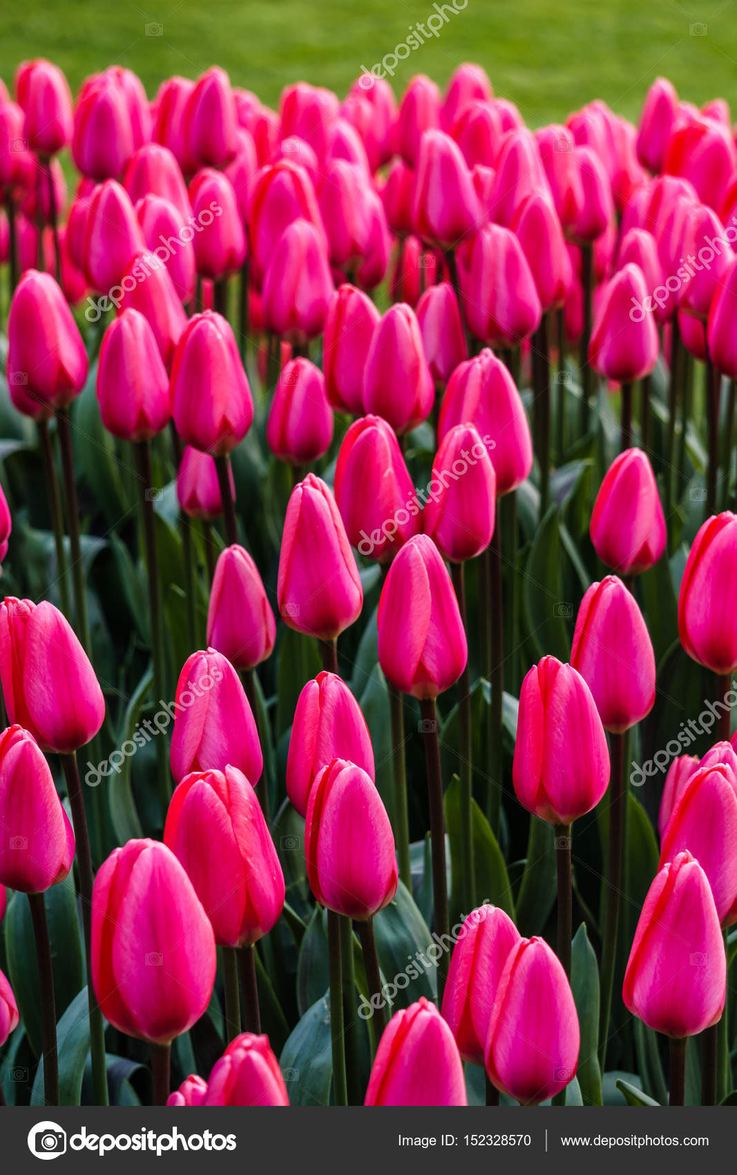 Hintergrund mit schönen wilden Blumen draußen im Park am spring ... Hintergrund mit schönen wilden Blumen draußen im Park am spring ...