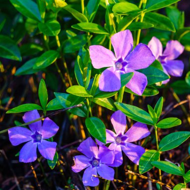 Arka plan bahar park dışında güzel kır çiçekleri ile