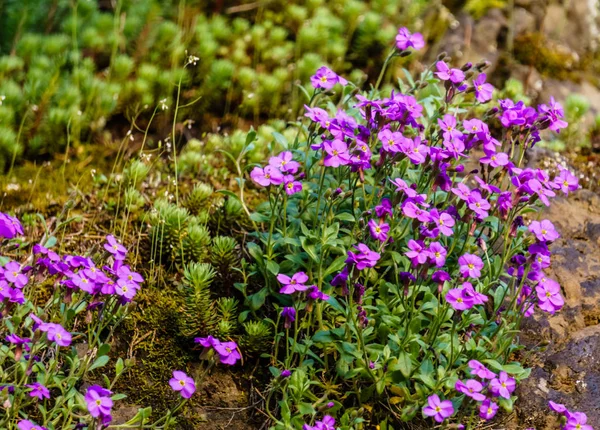 Background with beautiful wild flowers outside in the park at spring — Stock Photo, Image