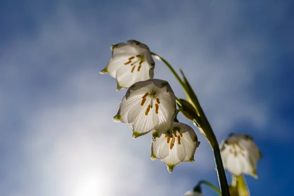 Tło, piękne dzikie kwiaty poza w parku na wiosnę — Zdjęcie stockowe