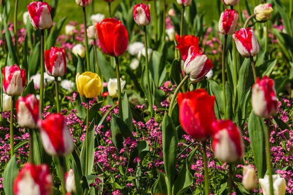 Tło, piękne dzikie kwiaty poza w parku na wiosnę — Zdjęcie stockowe