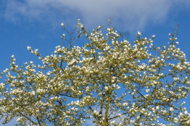 Sakura sezon, Cherry Blossom. Arka çiçekli