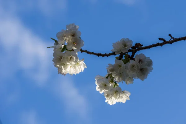 Sakura season, Cherry Blossom. Background with flowers