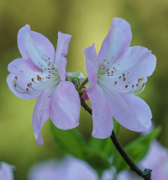 Różanecznik fioletowy piękne kwiaty tło — Zdjęcie stockowe