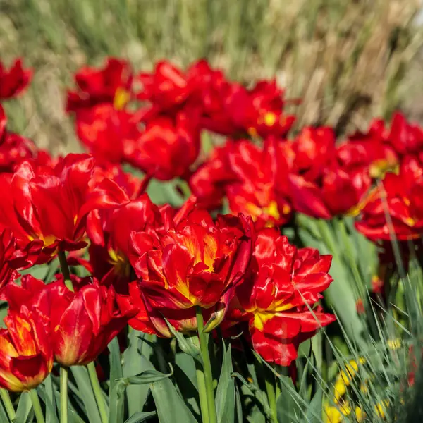 Zbliżenie czerwone tulipany na zielone pola — Zdjęcie stockowe