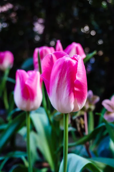 Tulipany wielobarwny poza w parkach i gospodarstw — Zdjęcie stockowe