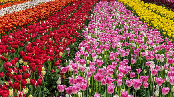 A field of red tulips country farm