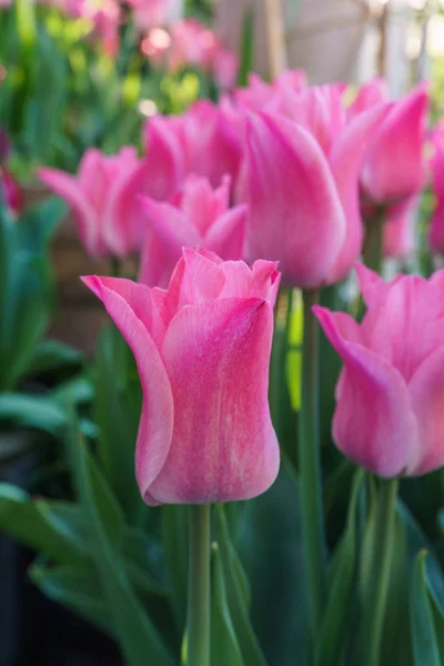 Multicolored tulips outside in parks and farms — Stock Photo, Image