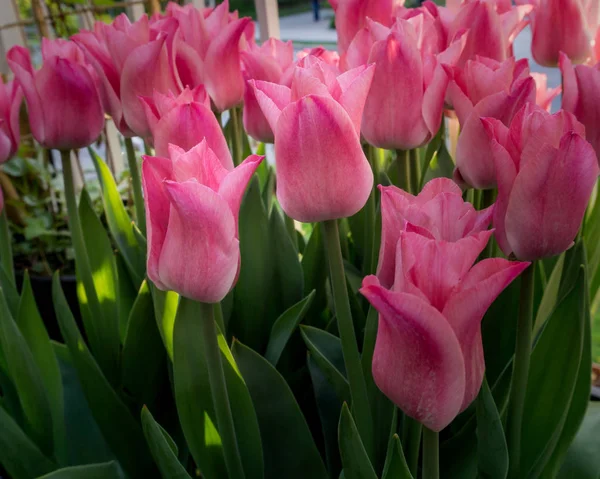 Tulipany wielobarwny poza w parkach i gospodarstw — Zdjęcie stockowe