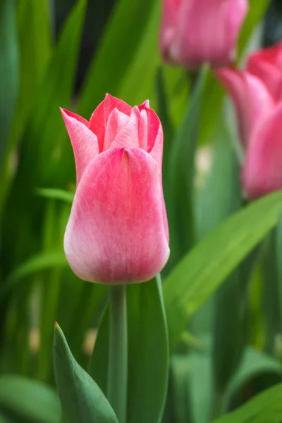 Tulipany wielobarwny poza w parkach i gospodarstw — Zdjęcie stockowe