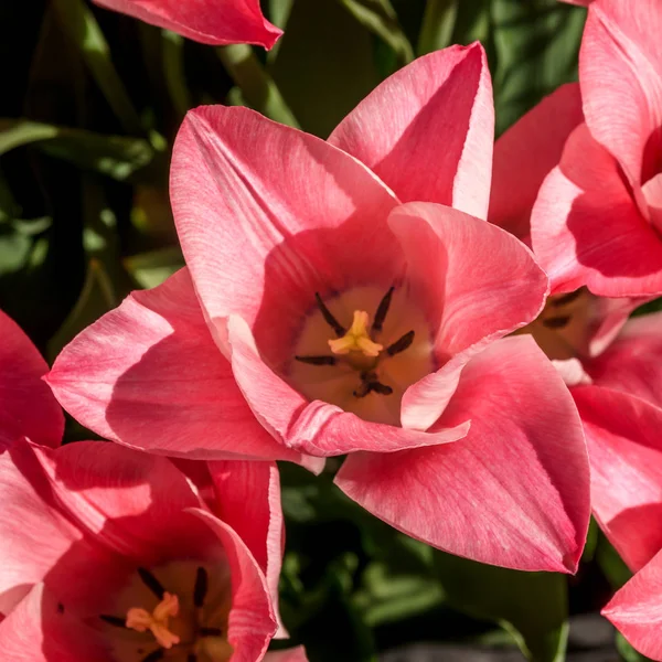 Różowe tulipany poza w parkach i gospodarstw — Zdjęcie stockowe