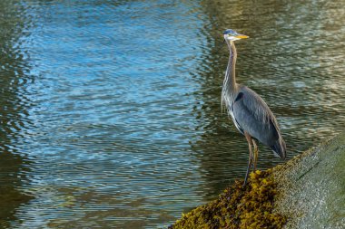 Mavi balıkçıl ayakta su - Vancouver Kanada