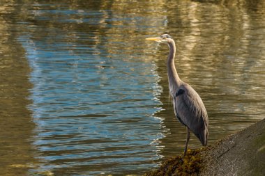 Mavi balıkçıl ayakta su - Vancouver Kanada