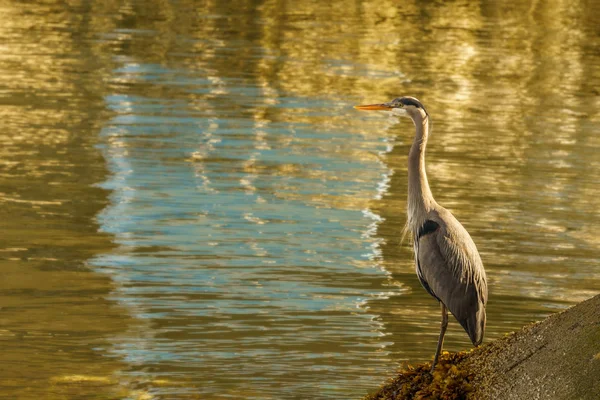 Blue Heron στέκεται κοντά στο νερό - Βανκούβερ του Καναδά — Φωτογραφία Αρχείου