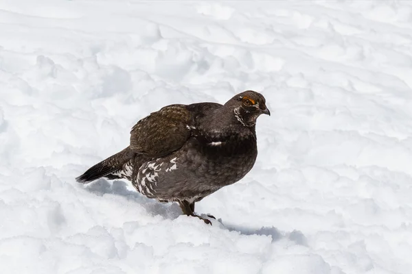 Abeto hembra urogallo en invierno sobre la nieve —  Fotos de Stock