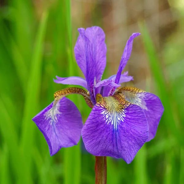 Blure arka bahçede tek Iris çiçek — Stok fotoğraf