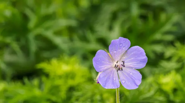 Pojedynczy Kwiat Purpurowy z zielonym tłem — Zdjęcie stockowe