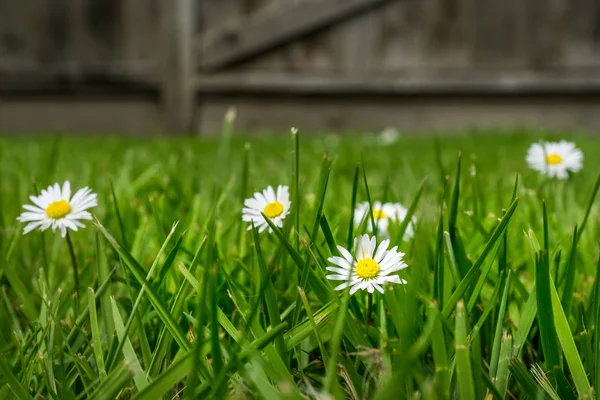 Flores brancas comuns da margarida na grama do quintal — Fotografia de Stock