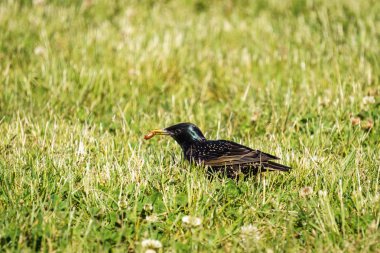 Böcek yiyen yeşil alan üzerinde ortak Starling Sturnus Vulgaris