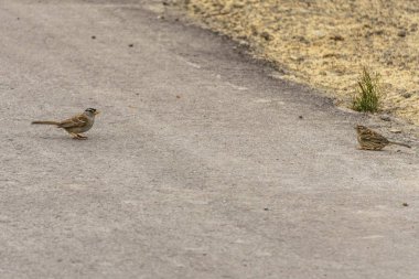 Küçük ev serçe yol arka plan üzerinde