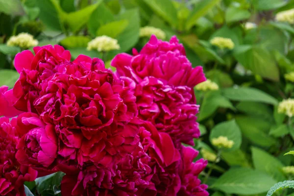 Flores de peonía roja en flor grande en el Día de las Madres — Foto de Stock