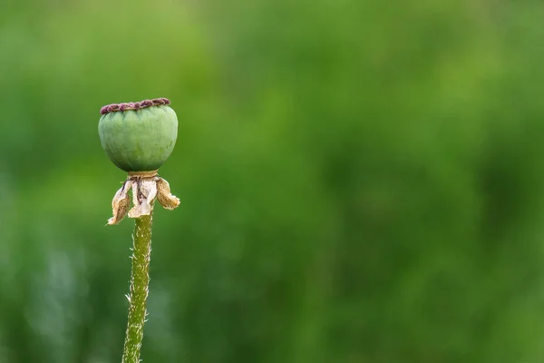 Fondo borroso verde con tallo de flor de amapola —  Fotos de Stock
