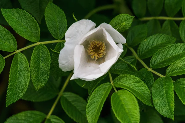 Grande fleur blanche délicate sur fond vert feuilles — Photo
