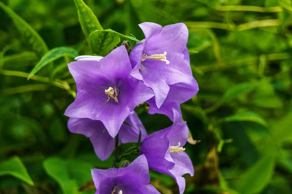 Campanula kwiaty lub bellflower na zielonym tle w gardwn — Zdjęcie stockowe