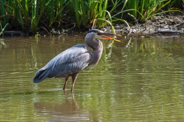 Büyük mavi balıkçıl gölde balık yakalamak