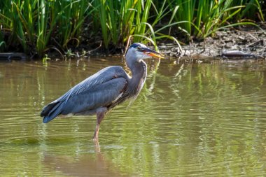 Büyük mavi balıkçıl gölde balık yakalamak