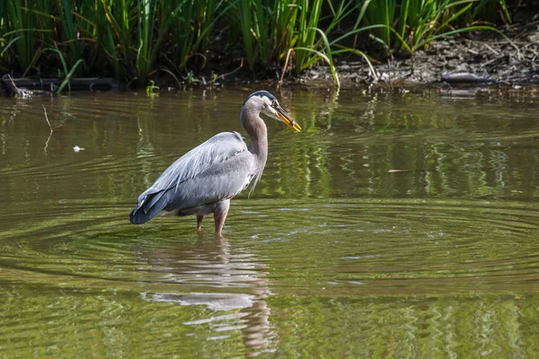 Great Blue Heron catching fish in the lake — Stock Photo, Image
